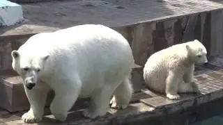 Белые медведи в Новосибирском зоопарке. ГЕРДА и РОСТИК
