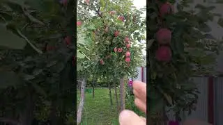 если не понижать крону, можно понизить зону плодоношения? ДА МОЖНО!
