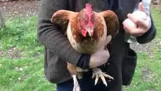 My Gorgeous Pet Chickens