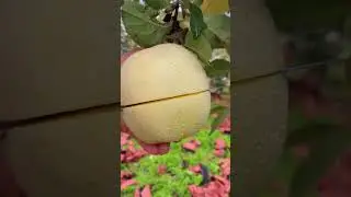 Fresh apples, want to eat?❤ fruit video🔥Fruit Unzip Video#fruits