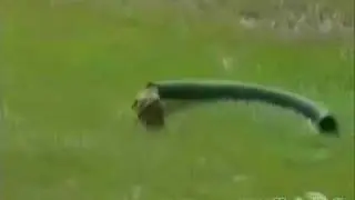 Funny Animals