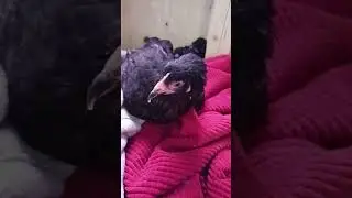 Who remembers Uno the one legged chicken who can't walk. Who is about 5 and a half months old now.