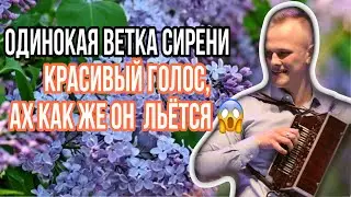 Песня «Одинокая ветка сирени». Степан Васильев - Гармонь.