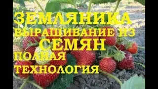 Земляника из семян – полная технология посева и выращивания