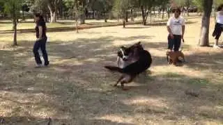 Club Canino