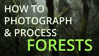How to Photograph and Process Forests