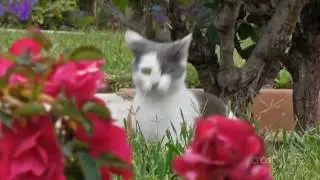 Наши любимые животные