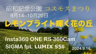【レモンブライト輝く花の丘】 昭和記念公園コスモスまつり2024 4K
