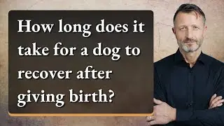 How long does it take for a dog to recover after giving birth?