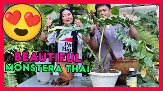 Propagation of Monstera Thai Constellation + Care Tips