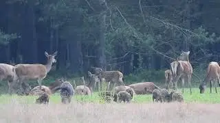 Zwijnen en herten bij de Kroondomeinen op de Veluwe, het is druk