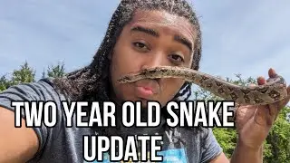 ZEBULON IS TWO NOW! (life + channel update) 🐍🎊