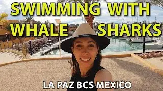 Swimming with  Whale Sharks La Paz BCS Mexico