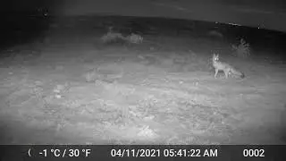 Swift Fox Digger at May Camp, April 11, 2021, Chico Basin Ranch, Colorado