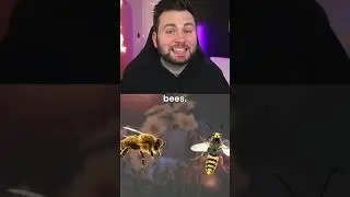 This is how you tell difference between bees and wasps ##shorts #short #fact #animals #new #viral