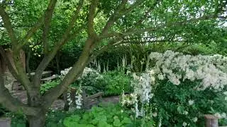 Plants from the National Garden Scheme Garden, RHS Chelsea 2024