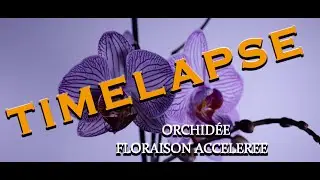(Studio ATB 54) Timelapse d'une Orchidée floraison en 24h - Orchid blooming