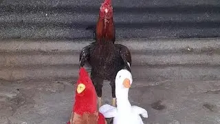 chicken bites a stuffed goose