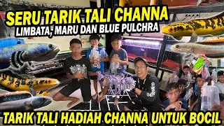 TARIK TALI CHANNA!!! BOCIL DAPAT LIMBATA, MARU DAN BLUE PULCHRA