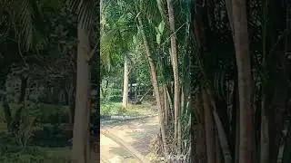 Kadri Park at Mangalore #park #greenery #garden "Nature's beauty is a gift"