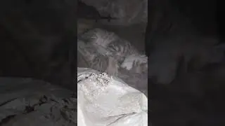 cute kittens fighting #shorts