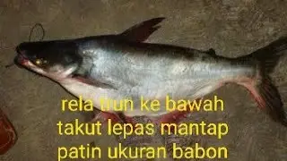 patin ukuran babon tarikanya bikin jantung mwu copot sapek trun ke bawah takut lepass