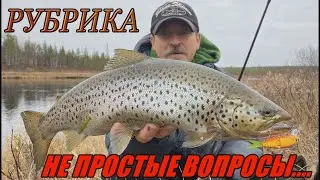 Plotva Twin - Tough Questions