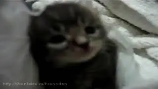 Котенок чихнул (оригинал)