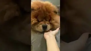 Чау-чау как белочка