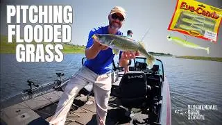 Crazy SHALLOW Summer WALLEYE Bite - Fishing with a Subscriber