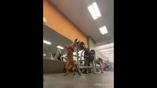 German Shepard working out  