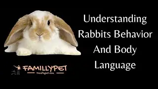 Understanding Bunnies | Rabbit behavior and body language