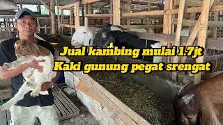Agus jual beli kambing Jawa mulai 1.7jt aja kaki gunung pegat