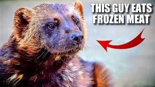 Wolverine Facts: the LARGEST Land Mustelid 🦨 Animal Fact Files