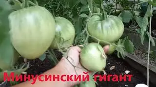 ЛУЧШИЙ СОРТ ТОМАТОВ - ПОМИДОРОВ!!!!!