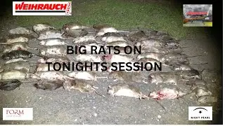 THE THREE AMIGO'S BUSTING RATS