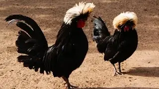 RAHIBE TOYUQ CINSI HAQQINDA BILMEDIKLERINIZ