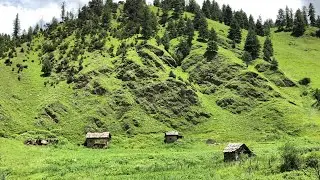 Organic Life In Nepal || Mountain Shepherd Life In Rainy Day || Himalayan Village Life In Heavy Rain