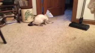 Cat Walks With A Cone On For The First Time