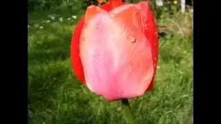 Morgendug  ( Morning Dew )