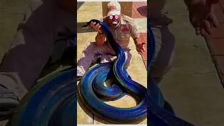 giant silver snake_giant animals 