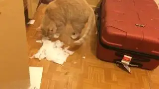 кот убирается в квартире