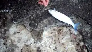 keflis chera 2.AVI