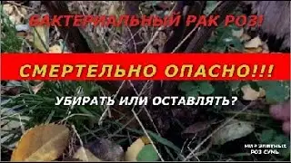 Бактериальный рак роз! Смертельно опасно!!! Убирать или оставлять?