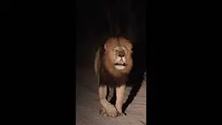 Gijima male roar