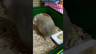 Отказники(