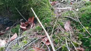 Südoststeiermark: Meditation im heimischen Wald