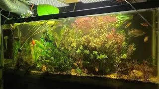 55 Gallon Aquarium. The first step to my aquaculture system