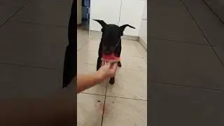 Купер и арбуз 🍉#цвергпинчер #собака #еда#арбуз#вкусно#асмр#dog#watermelon asmr