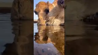 Camel
